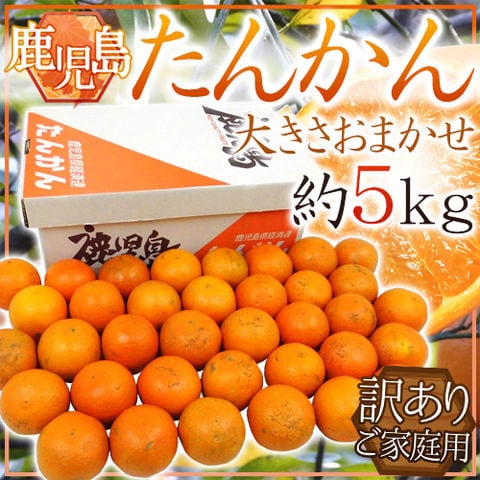 鹿児島産 ”たんかん” 訳あり 約5kg 大きさおまかせ【予約 2月下旬以降】 送料無料〈*北海道・沖縄：追加送料必要〉