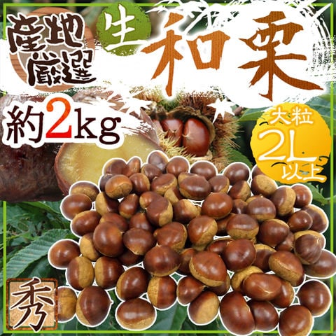 ”国産和栗” 秀品 大粒2Lサイズ以上 約2kg 産地厳選 生栗（冷蔵便）【予約 9月下旬以降】 送料無料〈*北海道・沖縄：追加送料必要〉