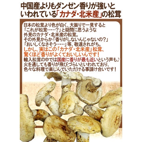 dショッピング |カナダ・北米産 ”松茸” 約500g 開き 大きさおまかせ