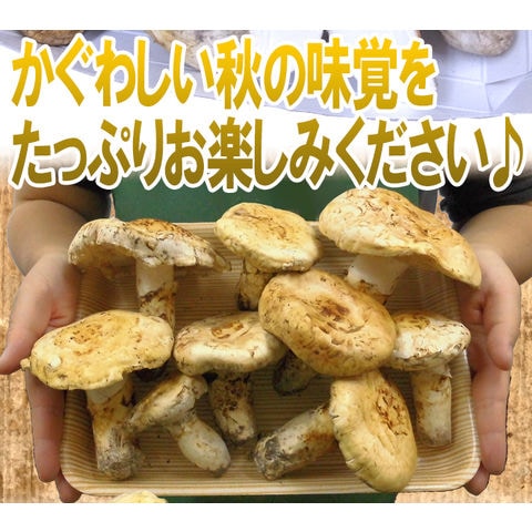 dショッピング |カナダ・北米産 ”松茸” 約500g 開き 大きさおまかせ