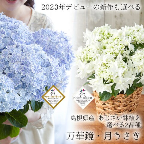 dショッピング |母の日 プレゼント ギフト アジサイ 花 あじさい
