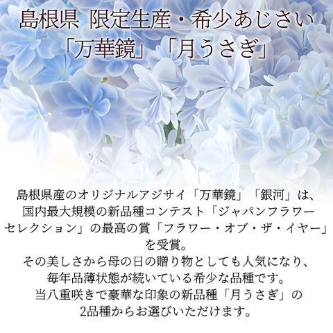 dショッピング |母の日 プレゼント ギフト アジサイ 花 あじさい
