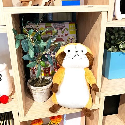 dショッピング |ラスカル ぬいぐるみ M 立ち (あらいぐまラスカル