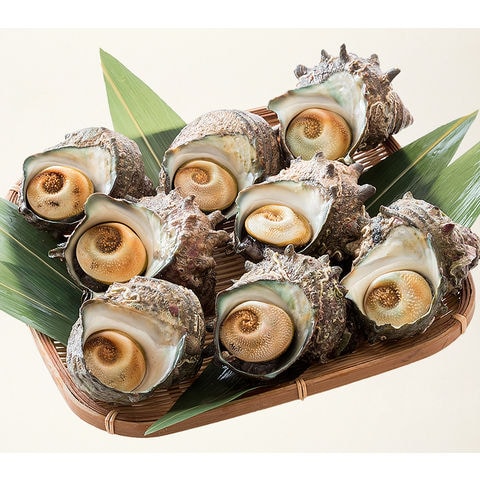 サザエ dショッピング |サザエ さざえ 特大サイズ 1kg 天然 活 （1粒110g以上