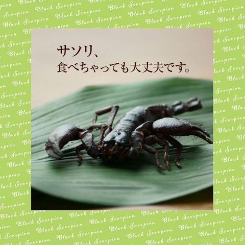 dショッピング |食用虫 虫 食べる虫 アジアンフォレストスコーピオン大（Black Scorpion/サソリ/さそり/蠍）6g タイ産 食用虫  昆虫食 食べる虫入門 おつまみ お菓子 珍味 パーティー 送料無料 TAKEO 罰ゲーム グッズ ドッキリ イタズラ ゲテモノ イベント 食用蟲  常温保存 ...