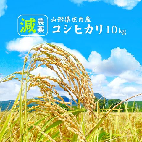 令和3年産 減農薬 ひとめぼれ 5kg × 4袋 計20kg 山形産 無洗米