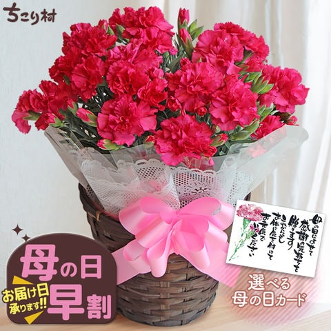 【母の日】カーネーション単品（Bカード）