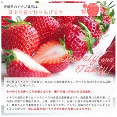 香川県より産地直送 女峰いちご DXタイプ 460g (230g×2P：6粒から14粒