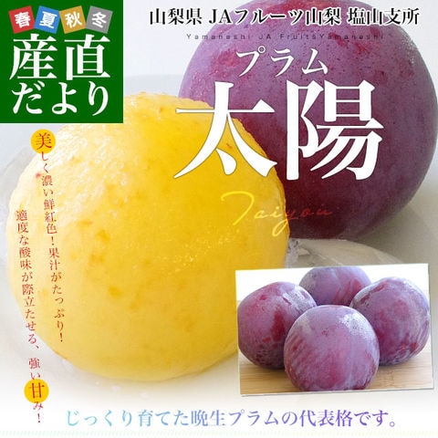 山梨県より産地直送 JAフルーツ山梨 塩山支所 高級プラム「太陽」 大玉 約1.7キロ（12玉入）送料無料 プラム ぷらむ 李 スモモ