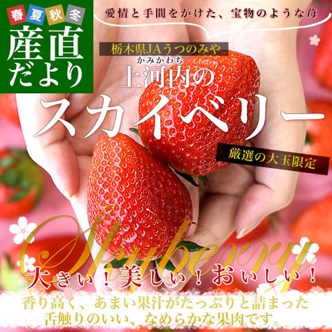 栃木県産 JAうつのみや「上河内のスカイベリー」大玉サイズ 合計1キロ以上 (約280g×4パック) 1パック：5粒から6粒入り 送料無料 苺 いちご イチゴ 栃木いちご