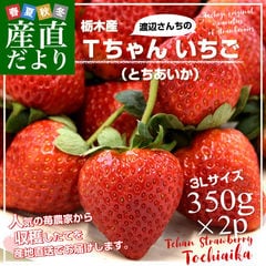 栃木県より産地直送 渡辺さんちのTちゃんいちご(とちあいか)　350g以上×2パック3Lサイズ(9粒から15粒×2P) 苺 いちご イチゴ ストロベリー 送料無料 ※クール便発送　お歳暮 ギフト