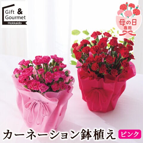 母の日カーネーション寄せ植え 自分で作る母の日の寄せ植えセット