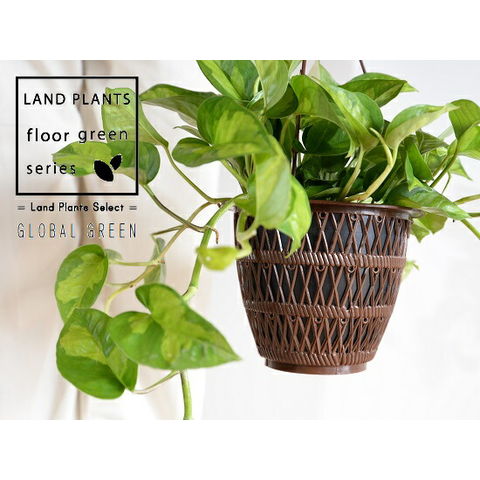 dショッピング |ポトス（グローバルグリーン） 5号 ハンギングポット