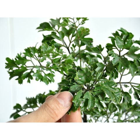 dショッピング |NEW!! ポリシャス（バタフライ） 白プラスチック鉢