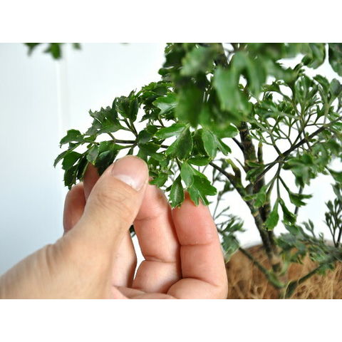 dショッピング |NEW!! ポリシャス（バタフライ） 白プラスチック鉢