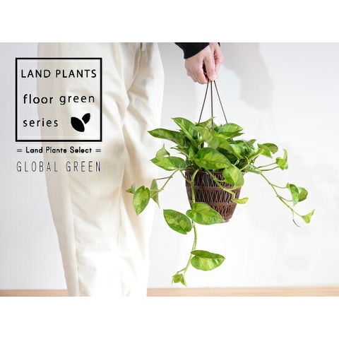 dショッピング |ポトス（グローバルグリーン） 5号 ハンギングポット