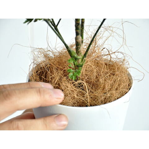 dショッピング |NEW!! ポリシャス（バタフライ） 白プラスチック鉢