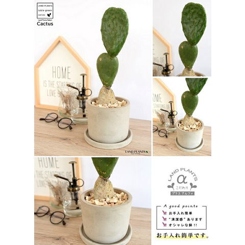 dショッピング |【希少】 サボテン ウチワサボテン（3段団子