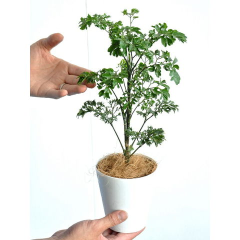 dショッピング |NEW!! ポリシャス（バタフライ） 白プラスチック鉢