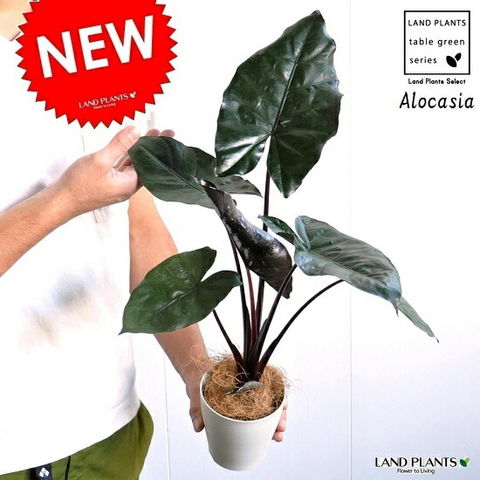 dショッピング |【お試し】 アロカシア（メタリカ） 白色 プラスチック鉢 4号 アローカシア・インディカ・Alocasia indica var.  metallica 芋・サトイモ・出世芋・アジアングリーン トトロ・傘・食わず芋・苗・苗木・ポイント消化・観葉植物 | カテゴリ：観葉植物の販売 ...