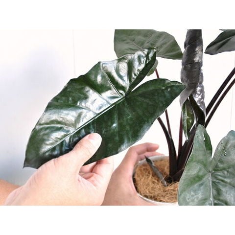 dショッピング |【お試し】 アロカシア（メタリカ） 白色 プラスチック鉢 4号 アローカシア・インディカ・Alocasia indica var.  metallica 芋・サトイモ・出世芋・アジアングリーン トトロ・傘・食わず芋・苗・苗木・ポイント消化・観葉植物 | カテゴリ：観葉植物の販売 ...