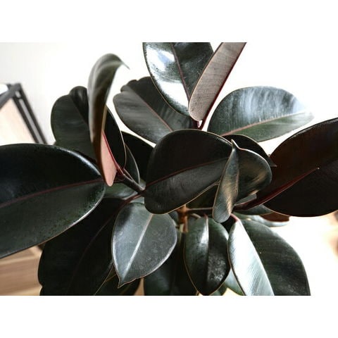 dショッピング |フィカス バーガンディー （黒ゴム） セラアート鉢