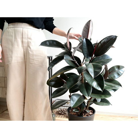 dショッピング |フィカス バーガンディー （黒ゴム） セラアート鉢