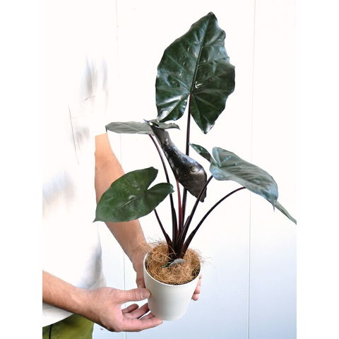 dショッピング |【お試し】 アロカシア（メタリカ） 白色 プラスチック鉢 4号 アローカシア・インディカ・Alocasia indica var.  metallica 芋・サトイモ・出世芋・アジアングリーン トトロ・傘・食わず芋・苗・苗木・ポイント消化・観葉植物 | カテゴリ：観葉植物の販売 ...