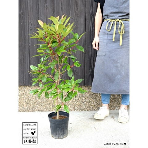 dショッピング |ベニカナメモチ （レッドロビン） 6号 苗ポット 100cm