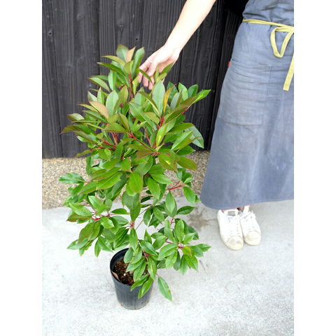 dショッピング |ベニカナメモチ （レッドロビン） 6号 苗ポット 100cm