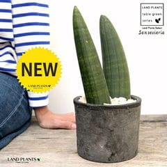 dショッピング |ユッカ（ロストラータ） 10号 ぽってり スタイリッシュ