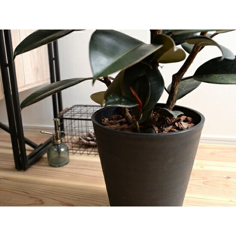 dショッピング |フィカス バーガンディー （黒ゴム） セラアート鉢