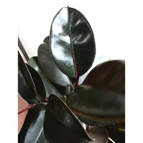 dショッピング |フィカス バーガンディー （黒ゴム） セラアート鉢