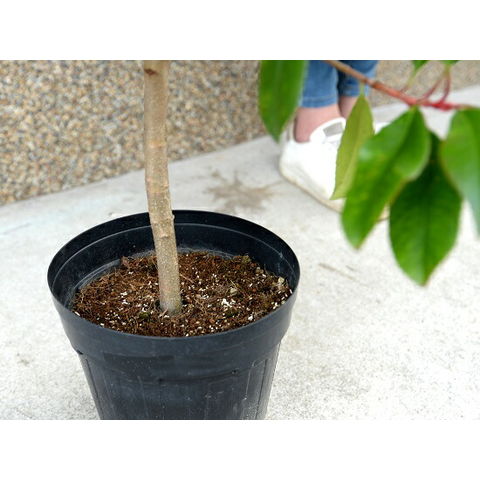dショッピング |ベニカナメモチ （レッドロビン） 6号 苗ポット 100cm