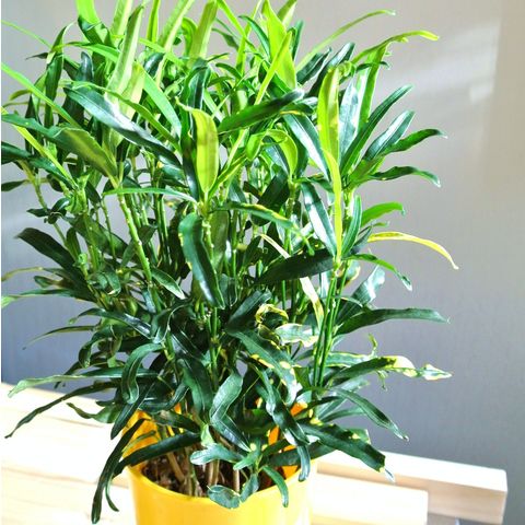 dショッピング |クロトン（ラセン） 4号 プラスチック鉢（1鉢） ラセン