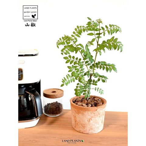 介助輔（プロフ必読）ページ 葉山椒3鉢セット売り‼️ dショッピング |山椒（サンショウ） 茶色 モスポット シリンダー型