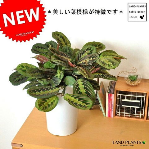 dショッピング |カラテア（マランタ） 7号 白色 プラスチック鉢 （受皿