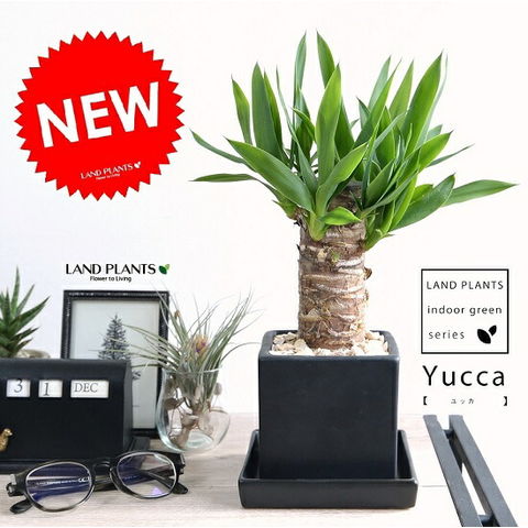 dショッピング |ドラセナ ユッカ (青年の木) 黒色 キューブ型 陶器鉢 S