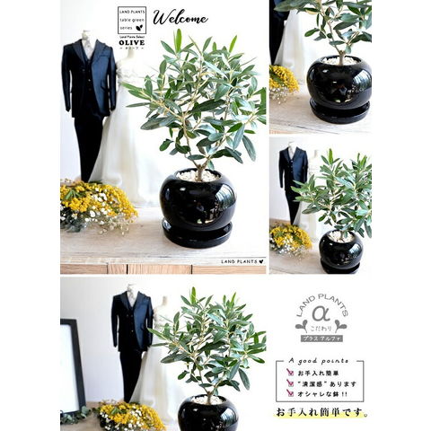 dショッピング |オリーブ 黒色 丸形 陶器鉢 植木鉢 オリーブの木 苗