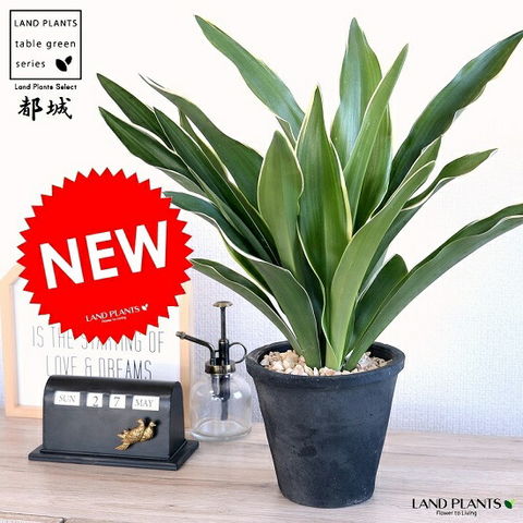 万年青：オモト（有田：宗石） 購入 白色 スリム型 トール陶器鉢 【天然砕石・受皿・育て方】 万年青 (おもと) 約50cm