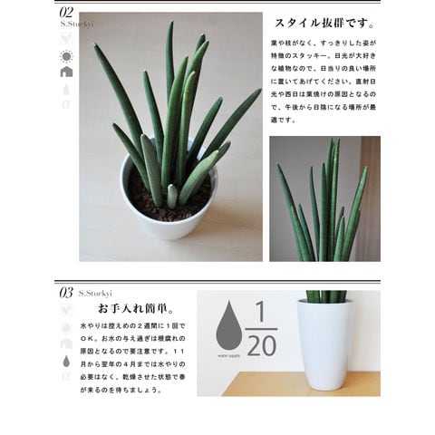 dショッピング |【 観葉植物 】 テレビボード横にピッタリサイズ 白色