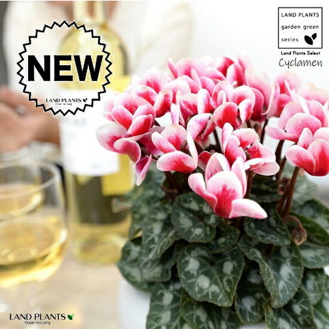 dショッピング |ガーデンシクラメン（斑入り：赤花） 白色 大丸 陶器鉢