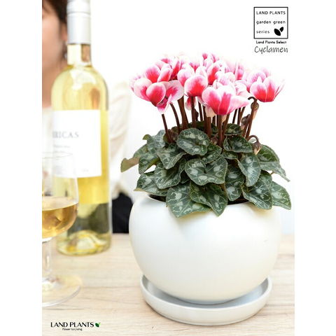 dショッピング |ガーデンシクラメン（斑入り：赤花） 白色 大丸 陶器鉢