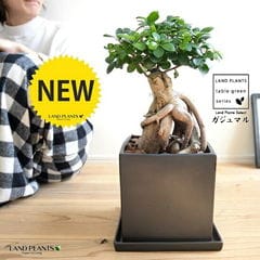 dショッピング |ユッカ（ロストラータ） 10号 ぽってり スタイリッシュ