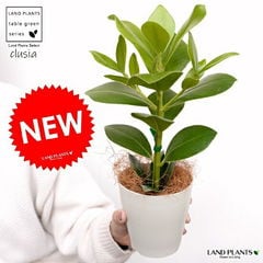 dショッピング | 『花・種子・球根』で絞り込んだLAND PLANTSの通販