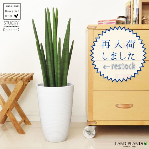dショッピング |【 観葉植物 】 テレビボード横にピッタリサイズ 白色