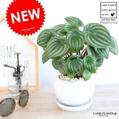 dショッピング |ユッカ（ロストラータ） 10号 ぽってり スタイリッシュ