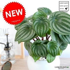 dショッピング |ユッカ（ロストラータ） 10号 ぽってり スタイリッシュ