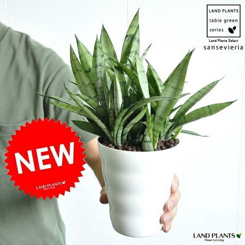 dショッピング |サンスベリア（シルバープリンセス） 4号 白色