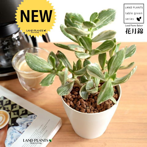 dショッピング |【お試し】 カネノナルキ（花月錦：斑入り） 4号 白色